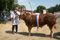 Malton Show 2023. Images courtesy of Andy Bulmer.
